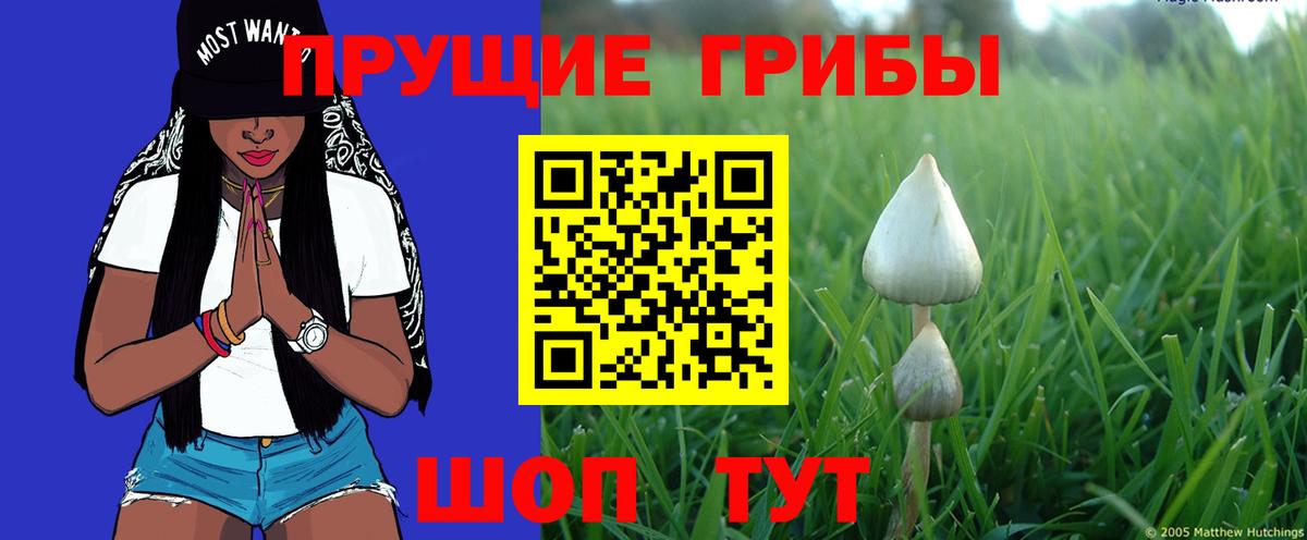 Белорецк  Псилоцибиновые грибы Cubensis  Вход с VPN 